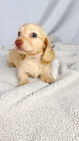 Vanilla, a female Miniature Dachshund for sale in Sacramento, CA – 2 of 6