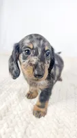 Strawberry, a male Miniature Dachshund for sale in Sacramento, CA – 2 of 7