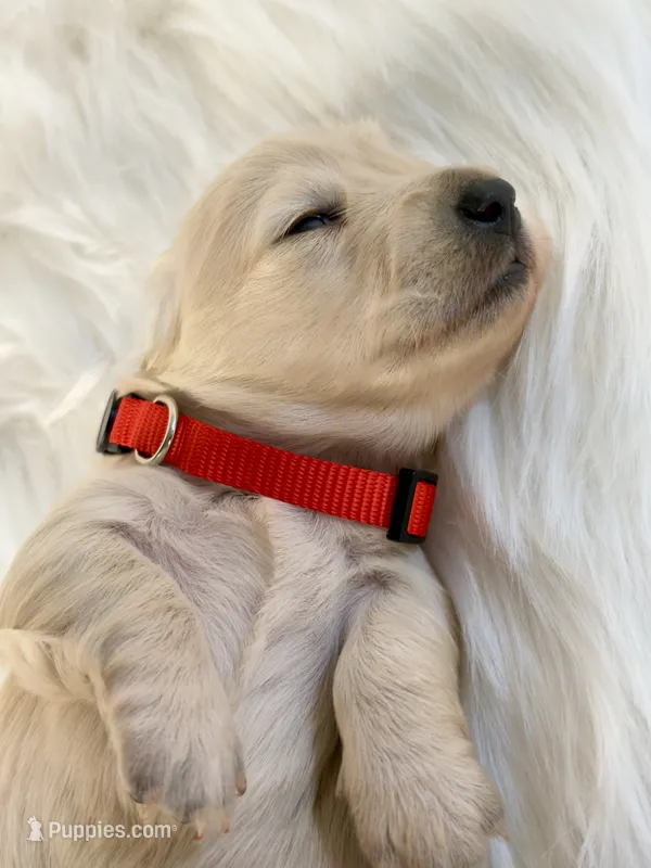 Snickerdoodle – Miniature Dachshund puppy for sale in Sacramento, CA