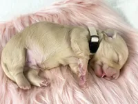 Chocolate chip, a male Miniature Dachshund for sale in Sacramento, CA – 9 of 10