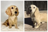 Macadamia nut, a female Miniature Dachshund for sale in Sacramento, CA – 9 of 9