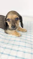 Slice, a male Miniature Dachshund for sale in Sacramento, CA – 4 of 6