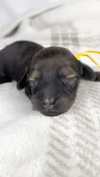 Sundae, a female Miniature Dachshund for sale in Sacramento, CA – 5 of 6