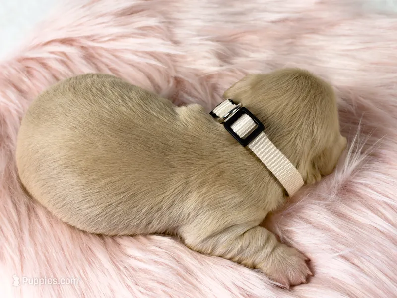 Chocolate chip – Miniature Dachshund puppy for sale in Sacramento, CA