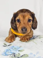 Plum, a male Miniature Dachshund for sale in Sacramento, CA – 3 of 6