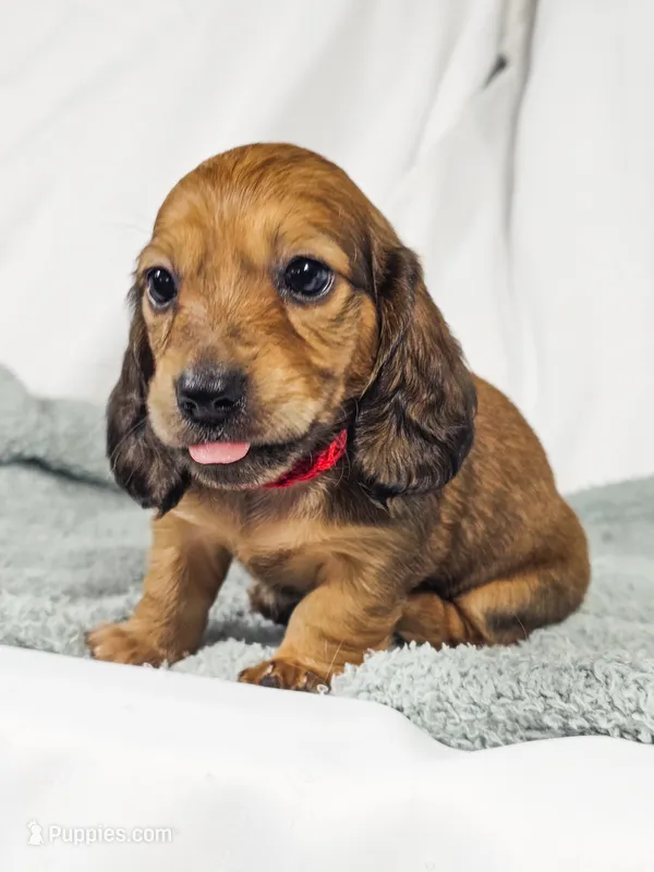 Patty – Miniature Dachshund puppy for sale in Sacramento, CA