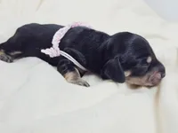 Bun, a female Miniature Dachshund for sale in Sacramento, CA – Photo 6 of 9