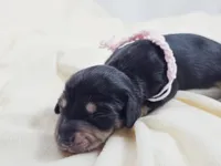 Bun, a female Miniature Dachshund for sale in Sacramento, CA – Photo 7 of 9