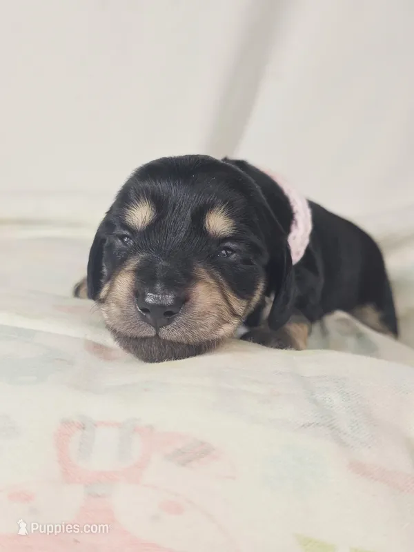 Bun – Miniature Dachshund puppy for sale in Sacramento, CA