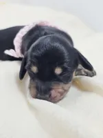 Bun, a female Miniature Dachshund for sale in Sacramento, CA – Photo 5 of 9