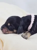 Bun, a female Miniature Dachshund for sale in Sacramento, CA – Photo 4 of 9