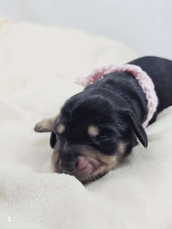 Bun – Miniature Dachshund puppy for sale in Sacramento, CA