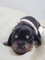 Bun, a female Miniature Dachshund for sale in Sacramento, CA – Photo 2 of 9