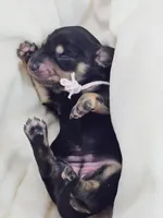 Bun, a female Miniature Dachshund for sale in Sacramento, CA – Photo 3 of 9