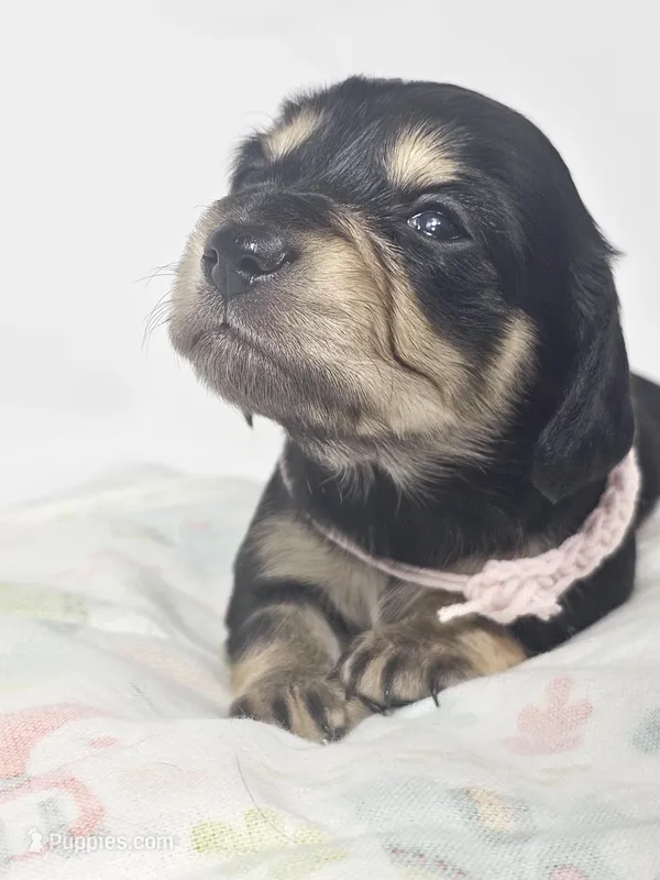 Bun – Miniature Dachshund puppy for sale in Sacramento, CA