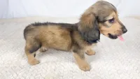 Whip cream, a female Miniature Dachshund for sale in Sacramento, CA – 6 of 9