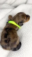 Peanuts, a male Miniature Dachshund for sale in Sacramento, CA – 2 of 7