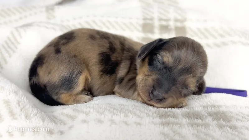 Chicken bake – Miniature Dachshund puppy for sale in Sacramento, CA