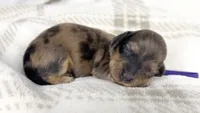 Chicken bake, a male Miniature Dachshund for sale in Sacramento, CA – 1 of 7