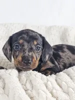 Lychee, a male Dachshund for sale in Sacramento, CA – 3 of 6