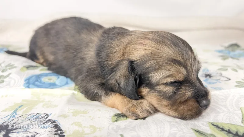 Coca-cola – Miniature Dachshund puppy for sale in Sacramento, CA