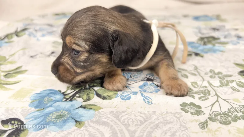 Slice – Miniature Dachshund puppy for sale in Sacramento, CA