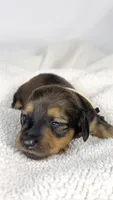 Whip cream, a female Miniature Dachshund for sale in Sacramento, CA – 4 of 7