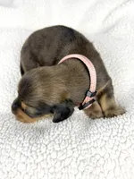 Cherry, a male Miniature Dachshund for sale in Sacramento, CA – 8 of 9