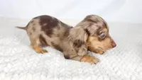 Hot fudge, a female Miniature Dachshund for sale in Sacramento, CA – 5 of 6