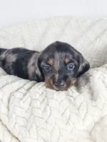 Honeydew, a male Dachshund for sale in Sacramento, CA – 5 of 6