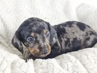 Lychee, a male Dachshund for sale in Sacramento, CA – 5 of 6
