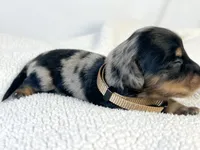 Chocolate, a male Miniature Dachshund for sale in Sacramento, CA – 4 of 9