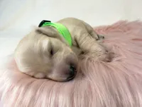 Macadamia nut, a female Miniature Dachshund for sale in Sacramento, CA – 2 of 9