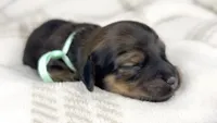 Coca-cola, a male Miniature Dachshund for sale in Sacramento, CA – 3 of 5
