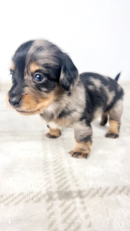 Chocolate – Miniature Dachshund puppy on hold in Sacramento, CA