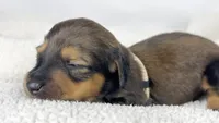 Whip cream, a female Miniature Dachshund for sale in Sacramento, CA – 3 of 7