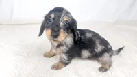 Chocolate, a male Miniature Dachshund for sale in Sacramento, CA – 4 of 7