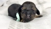 Coca-cola, a male Miniature Dachshund for sale in Sacramento, CA – 4 of 5