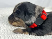 Strawberry, a male Miniature Dachshund for sale in Sacramento, CA – 3 of 9