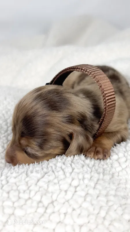 Hot fudge – Miniature Dachshund puppy on hold in Sacramento, CA
