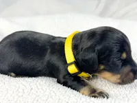 Vanilla, a male Miniature Dachshund for sale in Sacramento, CA – 4 of 6