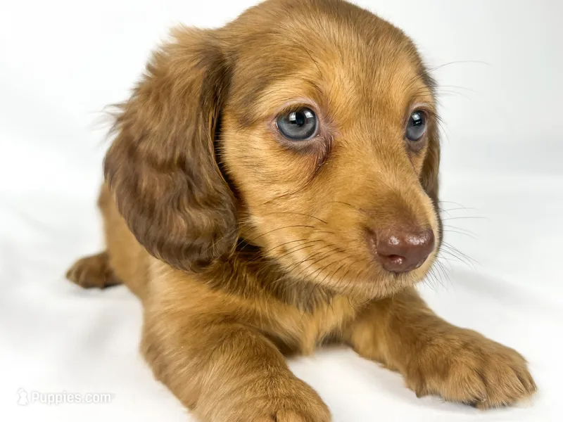 Creme – Miniature Dachshund puppy on hold in Sacramento, CA