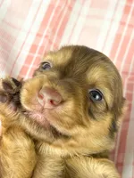 Creme, a female Miniature Dachshund for sale in Sacramento, CA – Photo 2 of 7