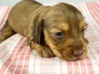 Creme, a female Miniature Dachshund for sale in Sacramento, CA – Photo 6 of 7