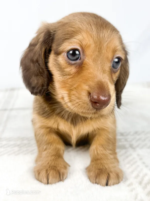 Creme – Miniature Dachshund puppy on hold in Sacramento, CA
