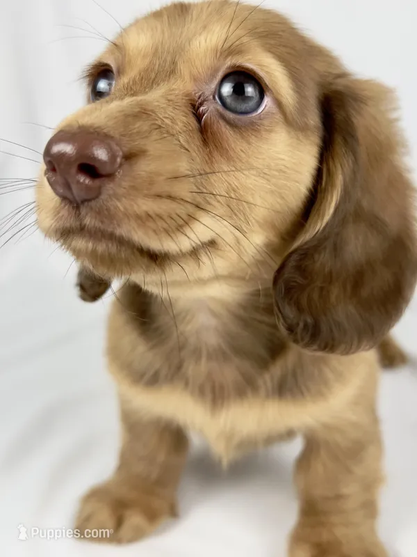 Creme – Miniature Dachshund puppy for sale in Sacramento, CA