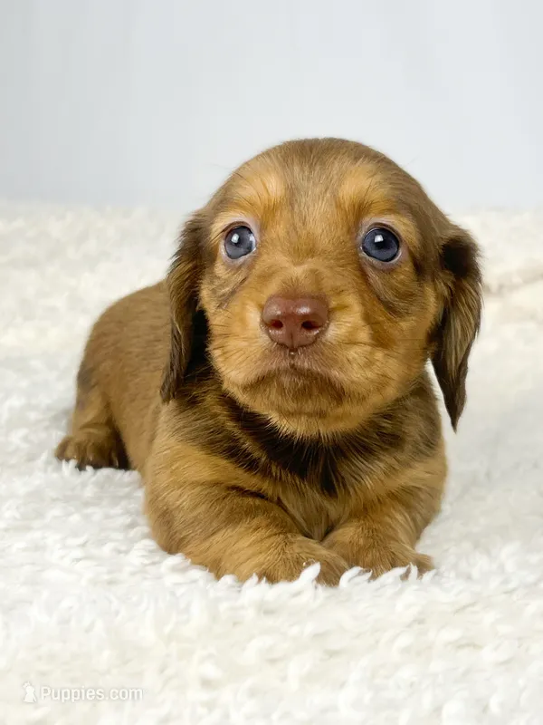 Creme – Miniature Dachshund puppy on hold in Sacramento, CA