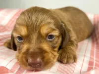 Creme, a female Miniature Dachshund for sale in Sacramento, CA – Photo 5 of 7