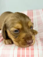 Creme, a female Miniature Dachshund for sale in Sacramento, CA – Photo 4 of 7