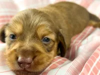 Creme, a female Miniature Dachshund for sale in Sacramento, CA – Photo 1 of 7